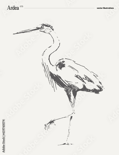 Ardea bird realistic vector illustration, sketch