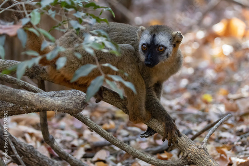 Red fronted brown lemur photo