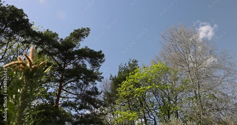 tall pines against the blue sky, pine trees view from bottom to top in spring tall pines against the blue sky, pine trees view from bottom to top in spring