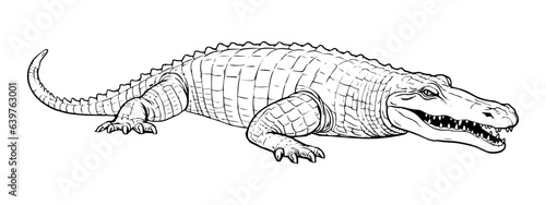 alligator pencil drawing coloring book. Vector illustration