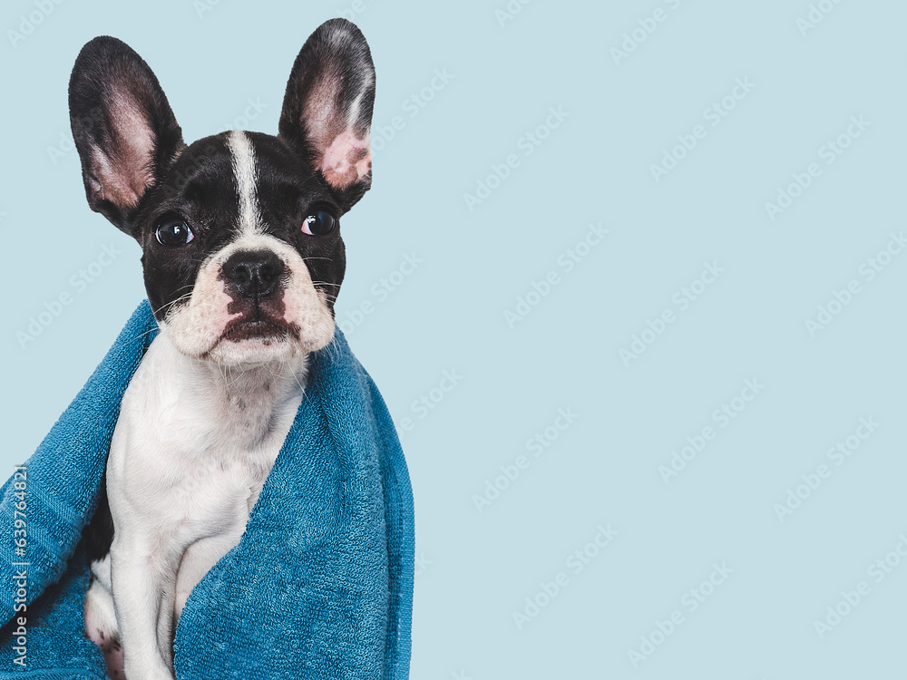 Fototapeta premium Cute brown puppy and blue towel. Close-up, indoors. Studio photo, isolated background. Concept of care, education, obedience training and raising pets