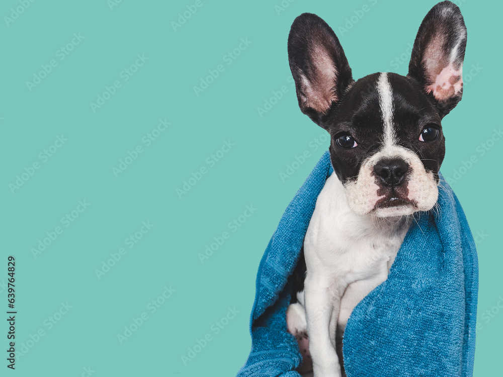 Cute brown puppy and blue towel. Close-up, indoors. Studio photo, isolated background. Concept of care, education, obedience training and raising pets