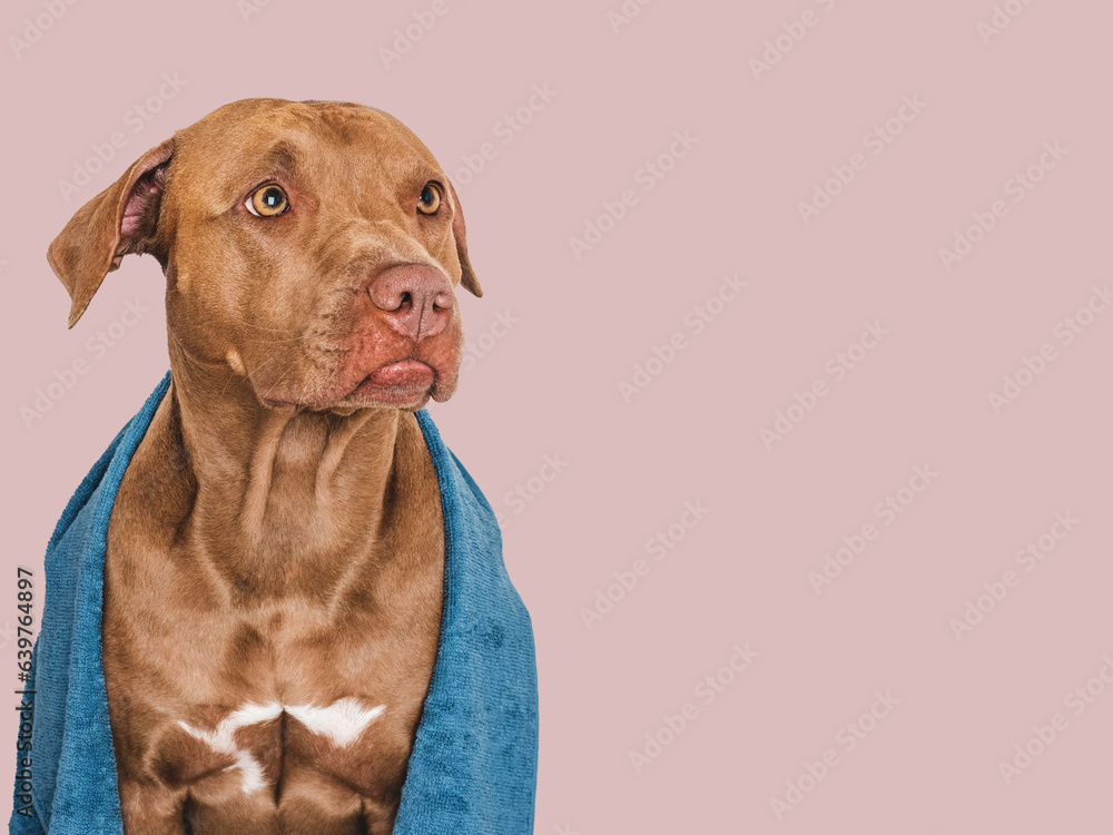 Cute brown dog and blue towel. Close-up, indoors. Studio photo, isolated background. Concept of care, education, obedience training and raising pets Cute brown dog and blue towel. Close-up, indoors. Studio photo, isolated background. Concept of care, education, obedience training and raising pets