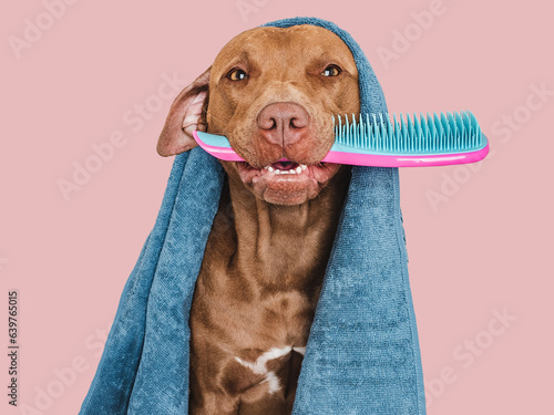 Cute brown dog, blue towel and hairbrush. Close up, indoors. Studio photo, isolated background. The concept of care, education, obedience training and pet education photo