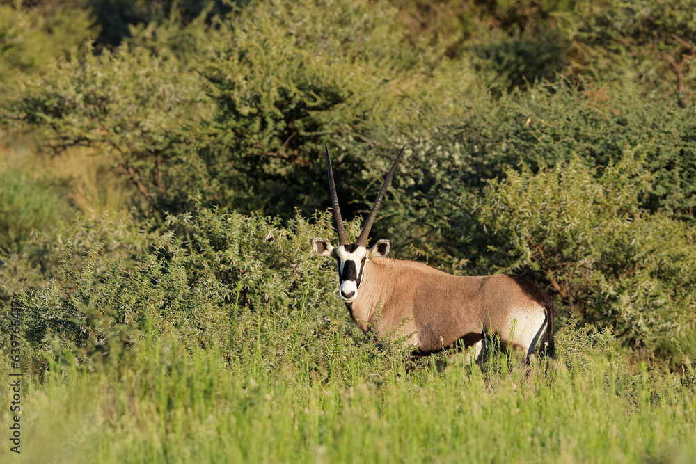 Obraz premium A gemsbok antelope (Oryx gazella) in natural habitat, Mokala National Park, South Africa.