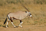 A gemsbok antelope (Oryx gazella) walking in natural habitat, Kalahari desert, South Africa.
