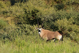 A gemsbok antelope (Oryx gazella) in natural habitat, Mokala National Park, South Africa.