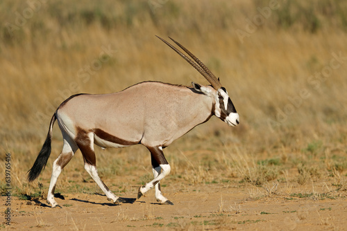 A gemsbok antelope (Oryx gazella) walking in natural habitat, Kalahari desert, South Africa.