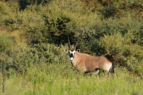 Fototapeta Naklejka Na Ścianę i Meble -  A gemsbok antelope (Oryx gazella) in natural habitat, Mokala National Park, South Africa.
