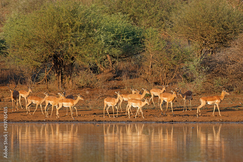 Impala antelopes (Aepyceros melampus) at a waterhole, Kruger National Park, South Africa.