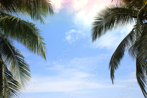 Green leave of coconut palm tree background