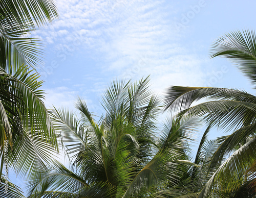 Green leave of coconut palm tree background