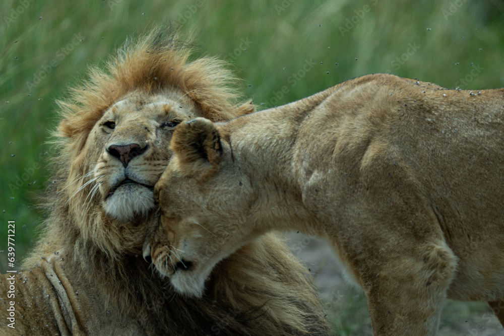 Obraz premium Lion couple