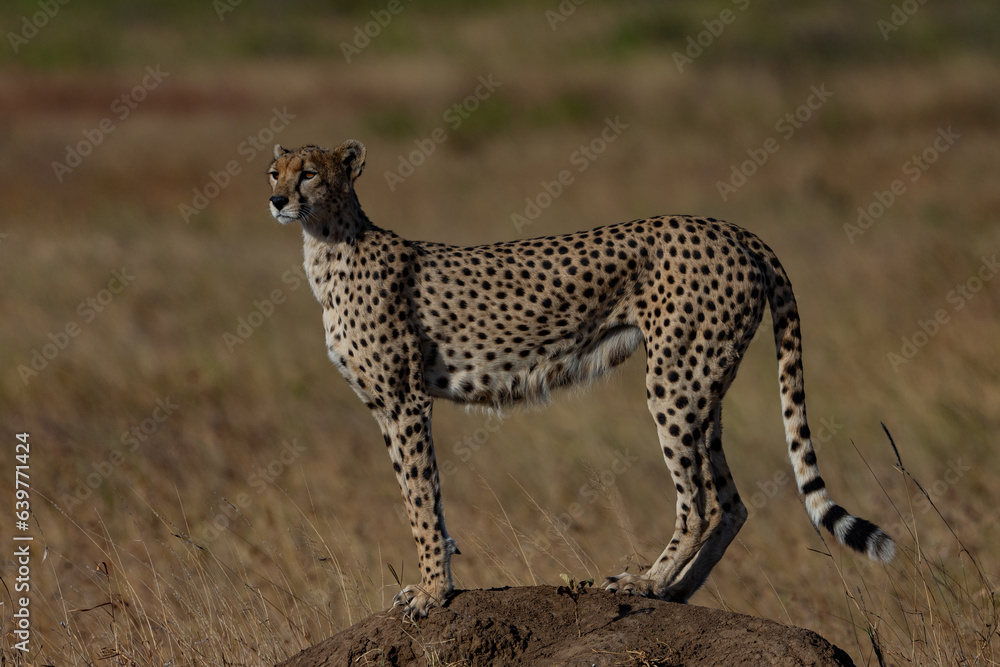 cheetah in serengeti