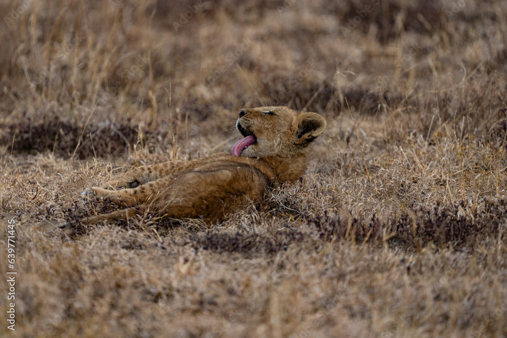 lion cub lion cub