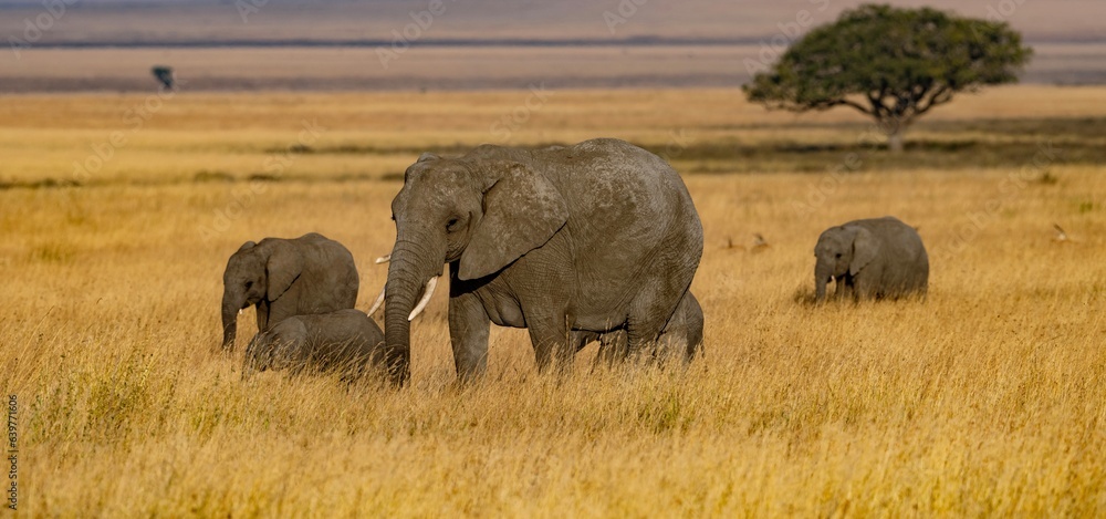 Fototapeta premium elephants in the savannah