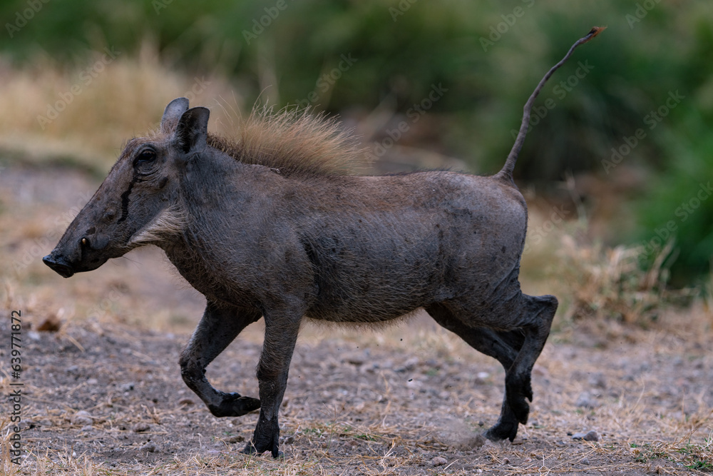 warthog in the wild warthog in the wild
