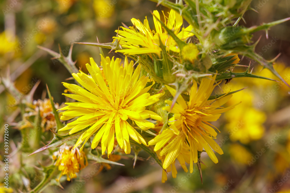 Spanische Golddistel (Scolymus hispanicus) Spanische Golddistel (Scolymus hispanicus)