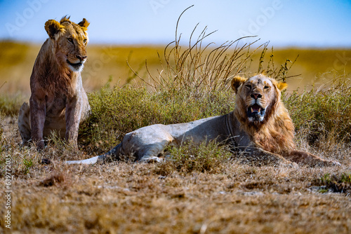 Canvas Print Wild animals in Serengeti
