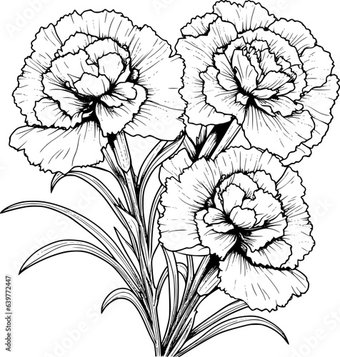 Carnation