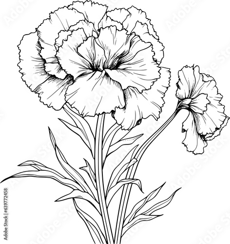 Carnation