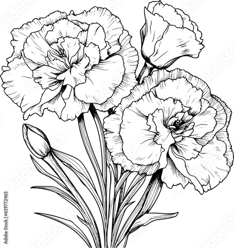 Carnation