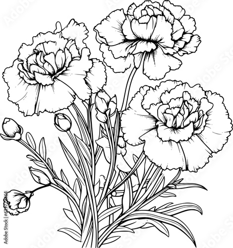 Carnation