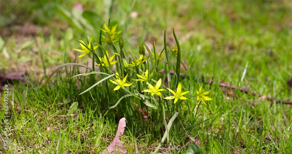 beautiful yellow flowers in the forest, spring yellow flowers growing in the forest in the spring season beautiful yellow flowers in the forest, spring yellow flowers growing in the forest in the spring season