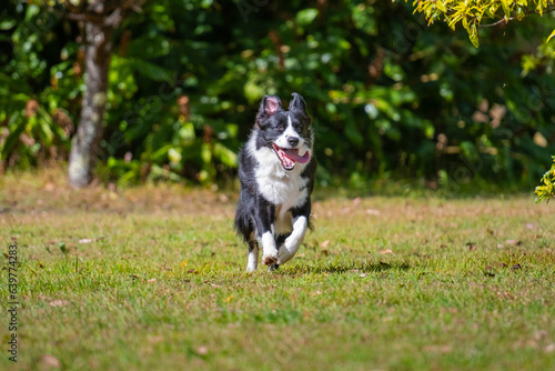 Fototapeta Naklejka Na Ścianę i Meble -  Border Collie puppy running on the grass