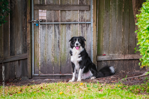 Border Collie puppy sitting in the backyard