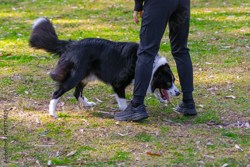 Border Collie puppy playing with a lady owner