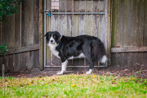 Border Collie puppy standing in the backyard