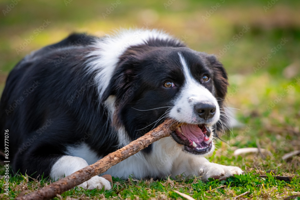 Border Collie puppy lying on the grass and chewing a stick