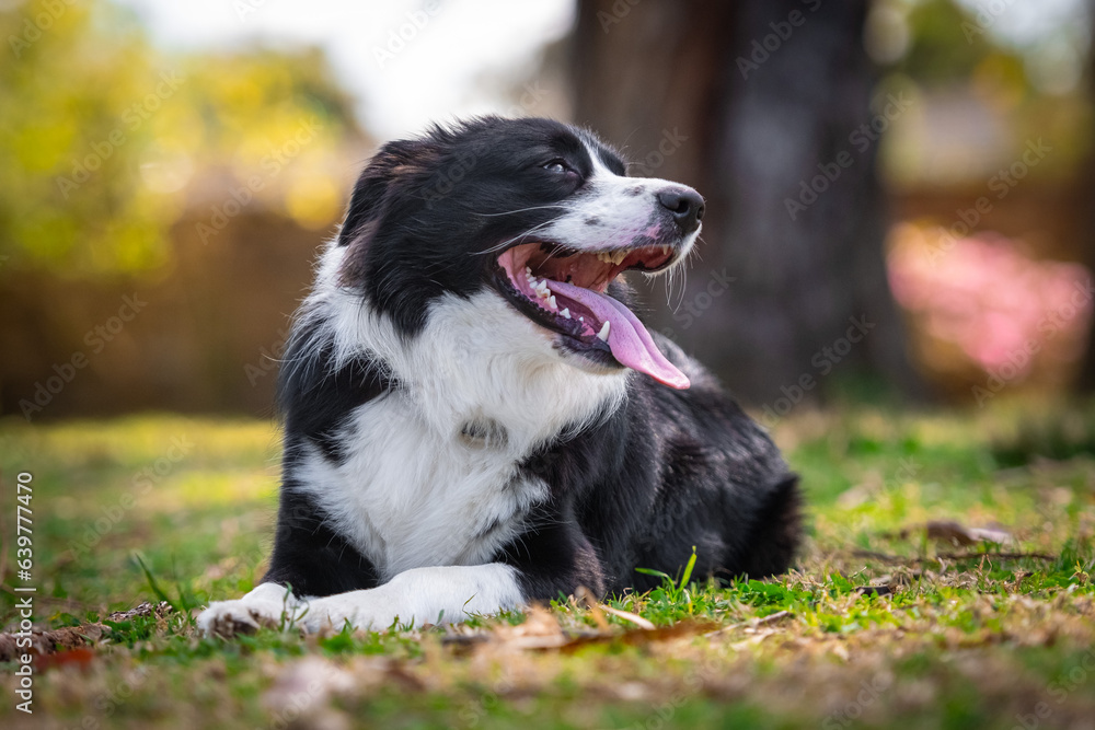 Portrait of a beautiful Border Collie puppy lying on the grass