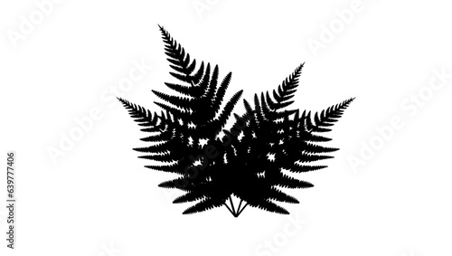 Fern silhouette