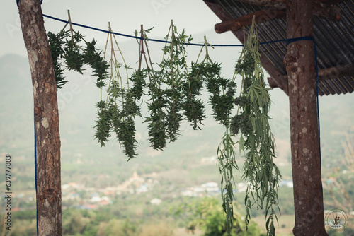  legal cannabis plants medical marijuana Outdoor plants grow with artificial and organic lighting.