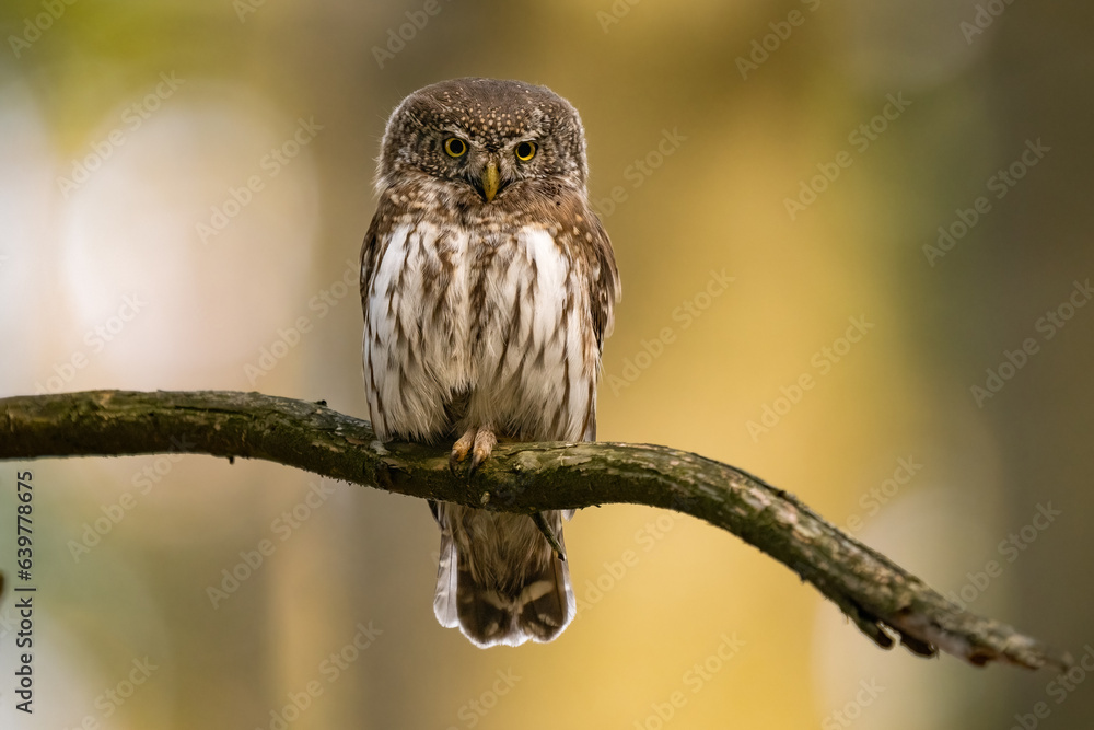 Fototapeta premium Pygmy Owl, Eurasian tiny bird in the habitat, sitting on tree branch with clear forest background. Beautiful bird in morning sunrise. Wildlife scene from wild nature.