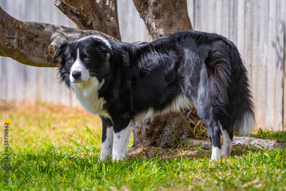 Border Collie puppy standing next to the tree Border Collie puppy standing next to the tree