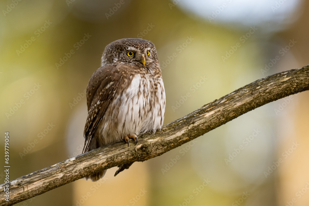 Pygmy Owl, Eurasian tiny bird in the habitat, sitting on tree branch with clear forest background. Beautiful bird in morning sunrise. Wildlife scene from wild nature. Pygmy Owl, Eurasian tiny bird in the habitat, sitting on tree branch with clear forest background. Beautiful bird in morning sunrise. Wildlife scene from wild nature.