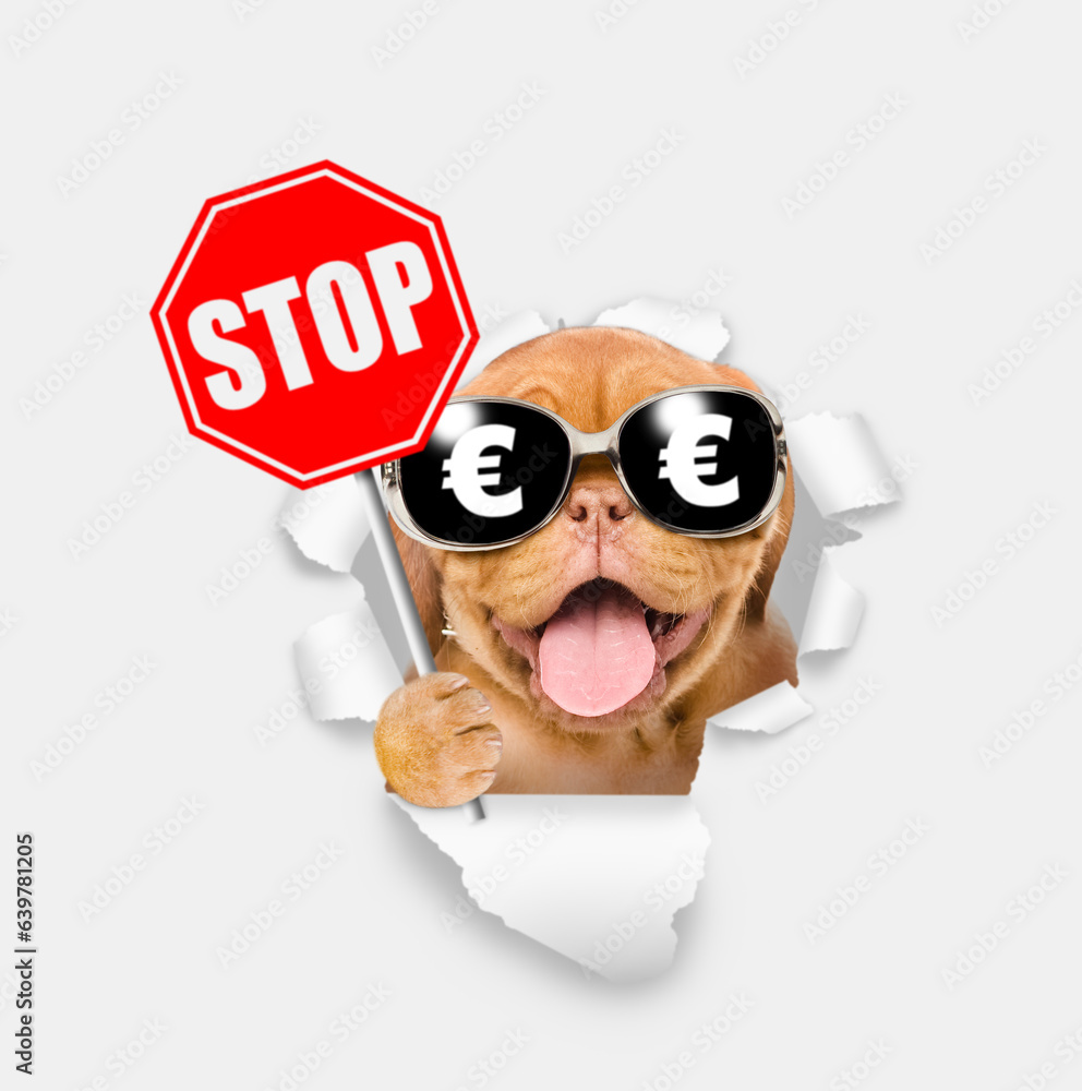 Funny dog wearing  sunglasses with euro sign holds stop sign and looks through a hole in white paper