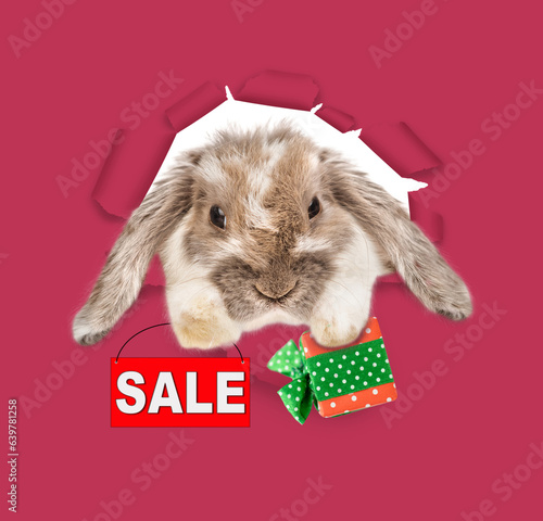Lop-eared Easter rabbit looking through a hole in paper, holds tiny guft box and shows signboard with labeled 