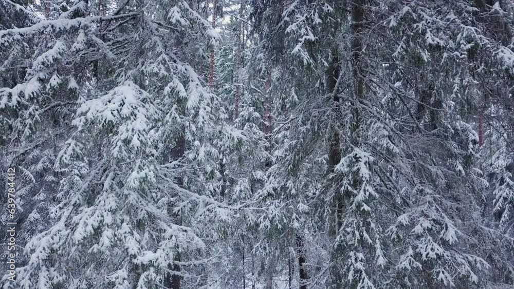 Drone flight in an old boreal spruce forest in winter. Cold winter morning Drone flight in an old boreal spruce forest in winter. Cold winter morning