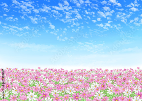 Autumn sky with scaly clouds and pink and white cosmos fields