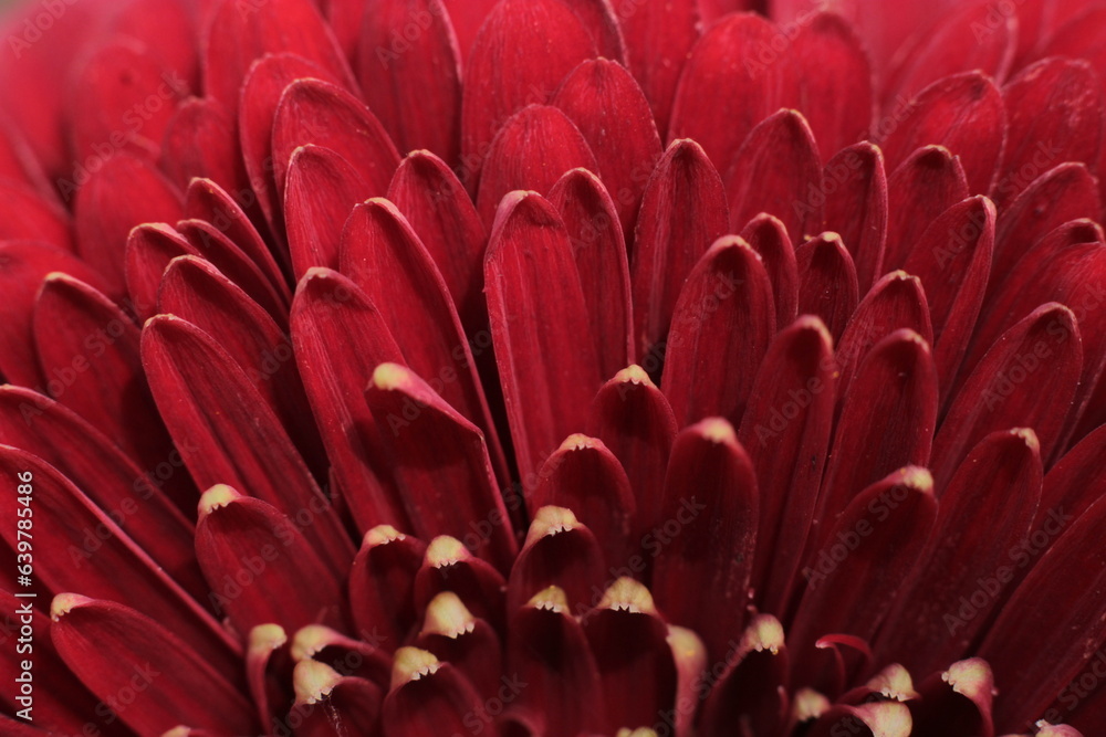 Fototapeta premium Burgundy flower leaves detail