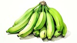 熟してない緑色のバナナの水彩イラスト