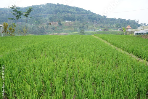 abstract background of rice fields