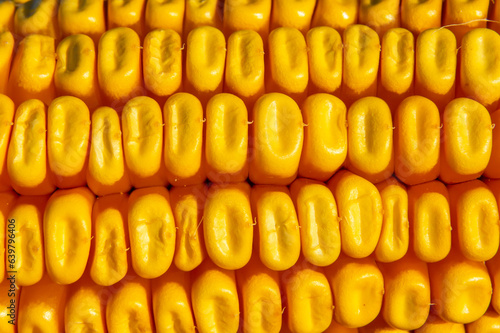 Macro fotografía de una mazorca de maíz iluminada por el sol.