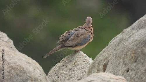 Laughing dove on rock ,Spilopelia senegalensis ,cauvery river side photo