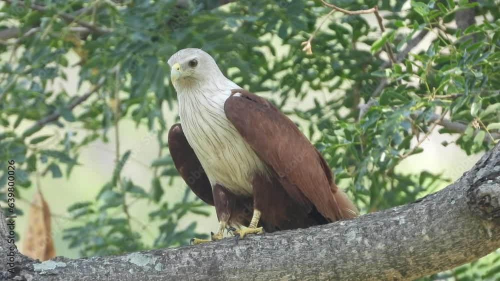 Red backed Sea Eagle raptor fly away from tree