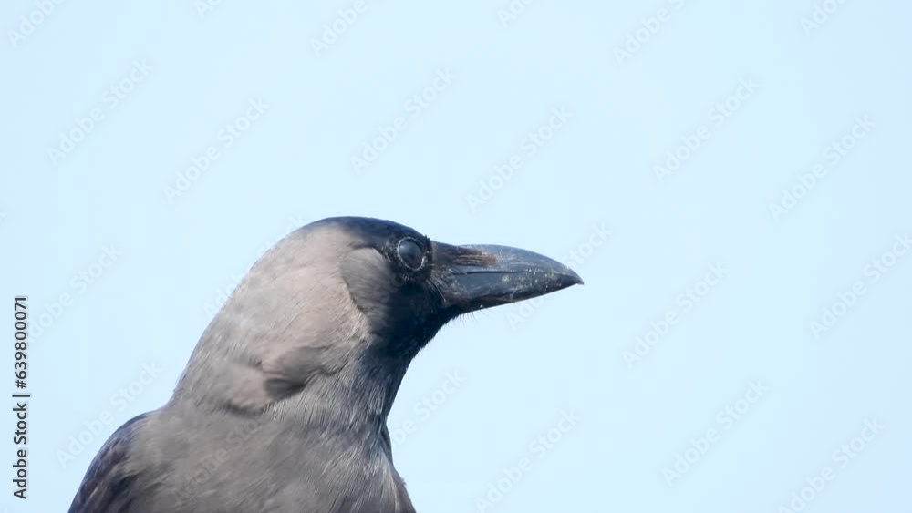 Crow call, on the tree branch , extreme close up view Crow call, on the tree branch , extreme close up view